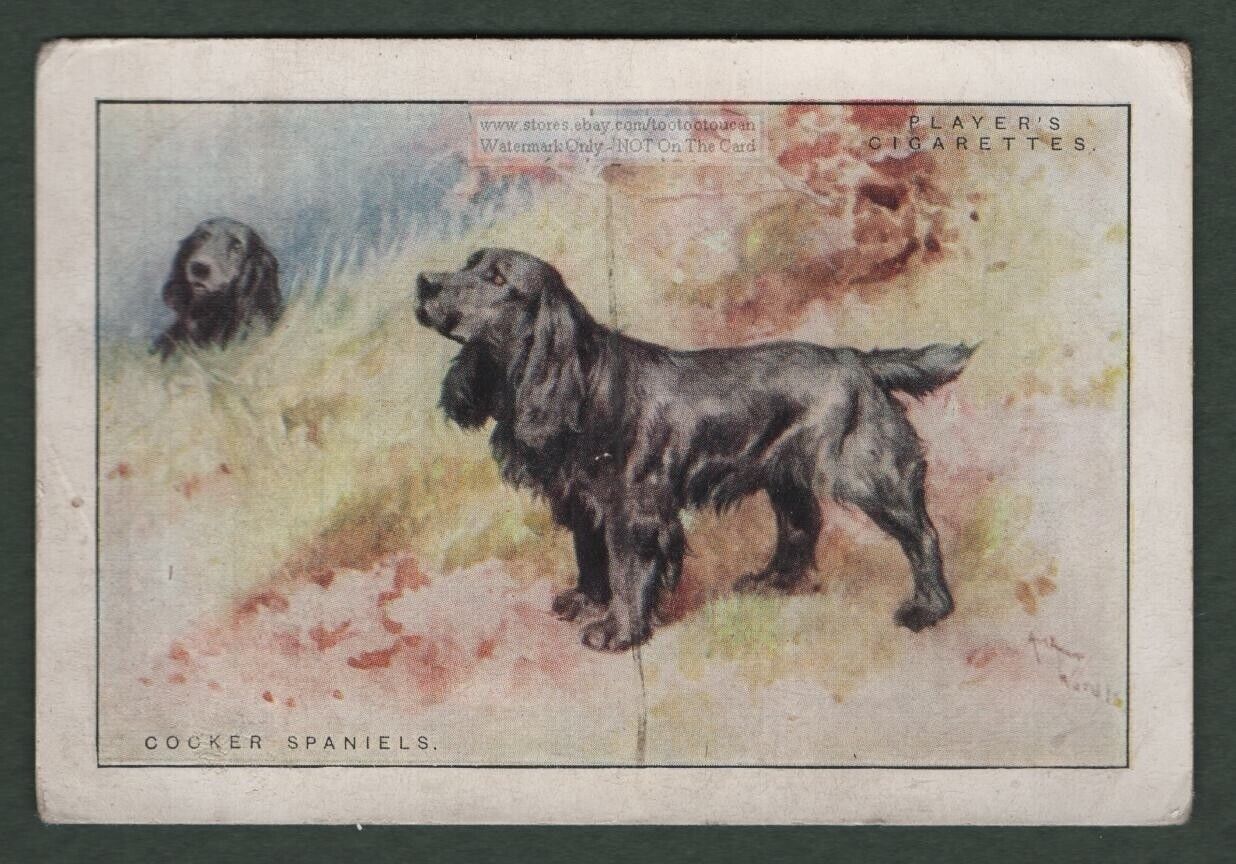 Cocker Spaniel Dogs Canine Pet Large 1920s Ad Trade Card