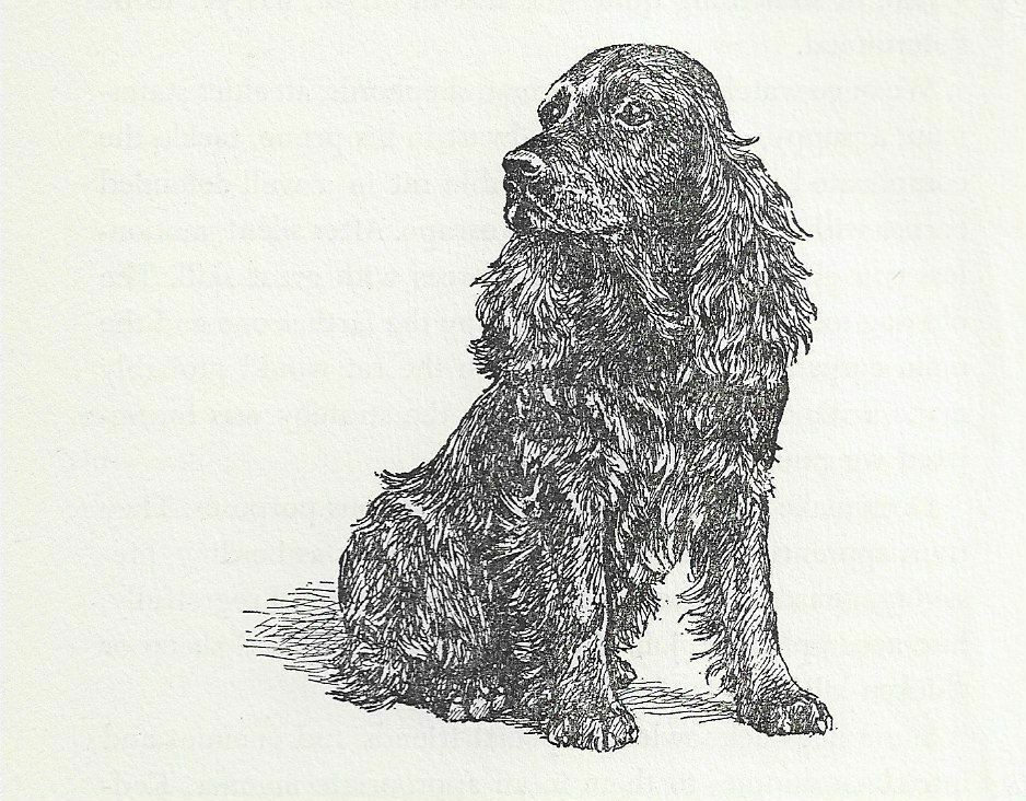 Cocker Spaniel - Vintage Dog Art Print - 1954 Kirmse